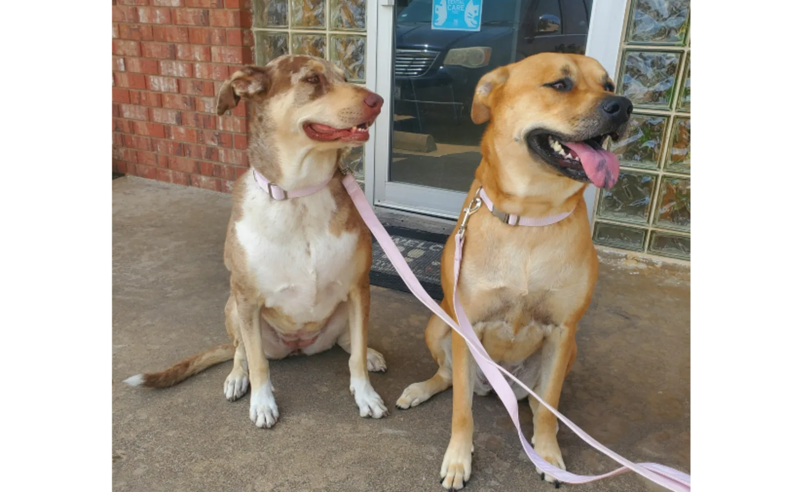 Two Dogs Sitting With a Pink Leash